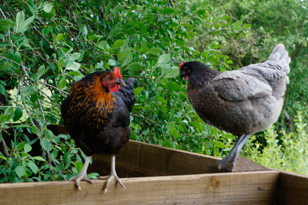 Country Gite in Haute Garonne