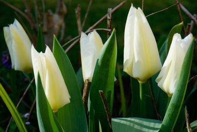 Bed & breakfast with beautiful gardens in Haute Garonne