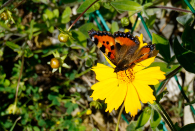 Bed & breakfast with beautiful gardens in Haute Garonne